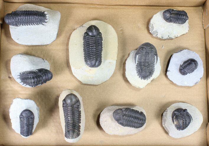 Lot: Assorted Devonian Trilobites - Pieces #80736